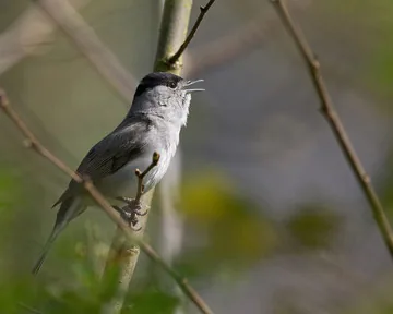 Blackcap