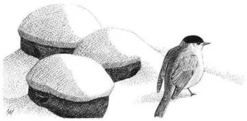 Blackcap