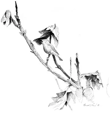 Garden Warbler