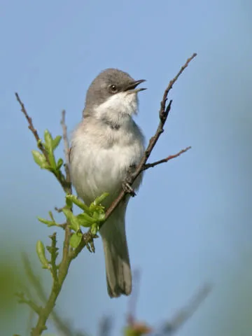 Lesser Whitethroat