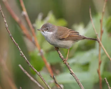 Whitethroat
