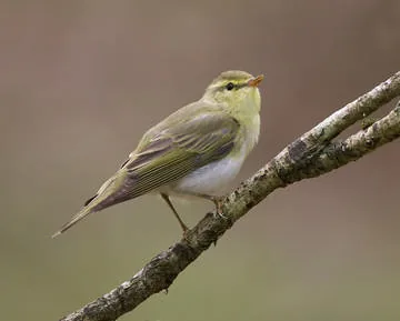 Wood Warbler