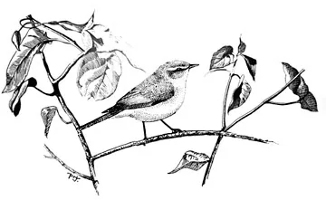 Chiffchaff