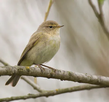 Chiffchaff