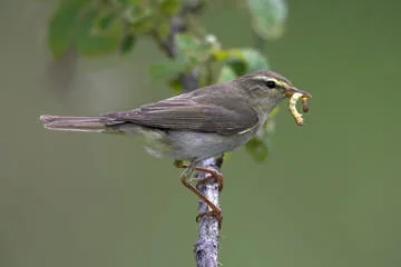 Willow Warbler