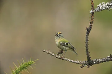 Goldcrest