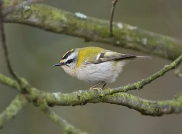 Firecrest