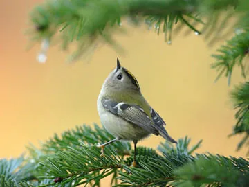 Goldcrest