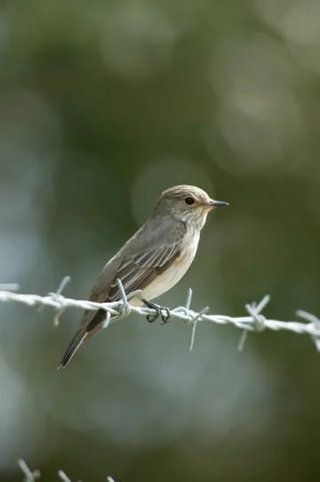Spotted Flycatcher
