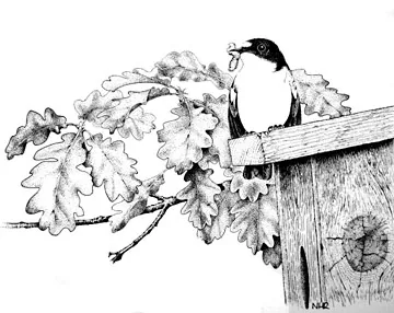 Pied Flycatcher