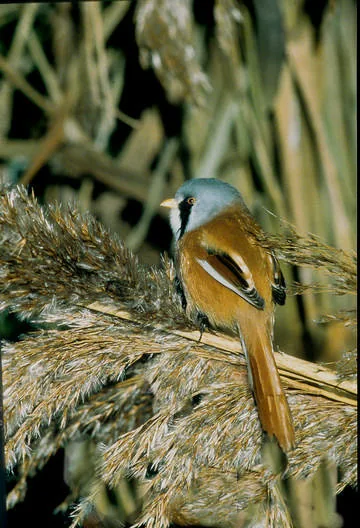 Bearded Tit