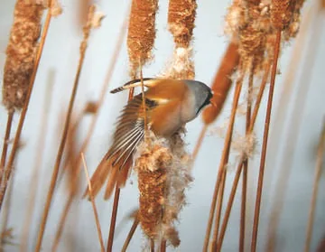 Bearded Tit
