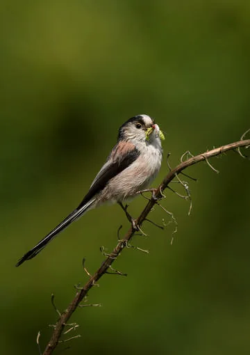 Long-tailed Tit