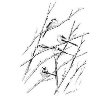 Long-tailed Tit