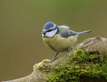 Blue Tit