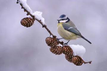 Blue Tit