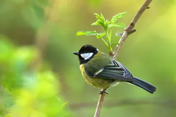Great Tit