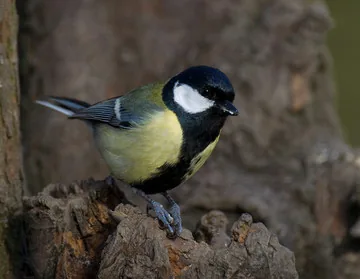 Great Tit