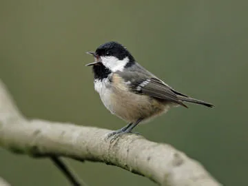 Coal Tit
