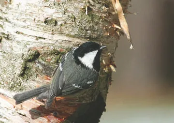 Coal Tit