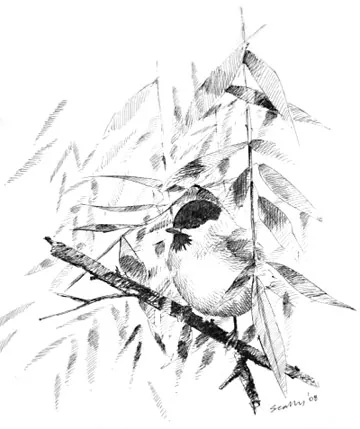 Willow Tit