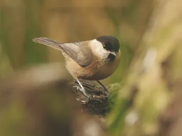 Willow Tit