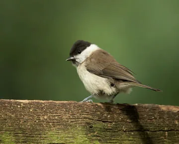 Marsh Tit