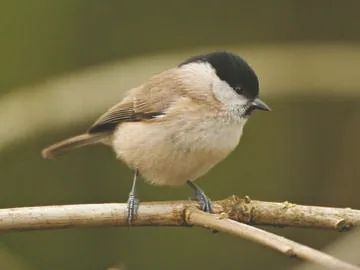 Marsh Tit