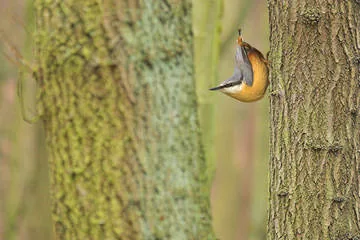 Nuthatch