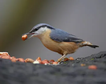 Nuthatch