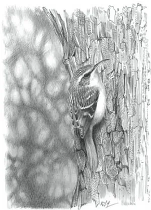 Treecreeper