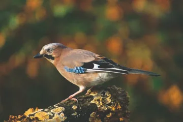 Jay