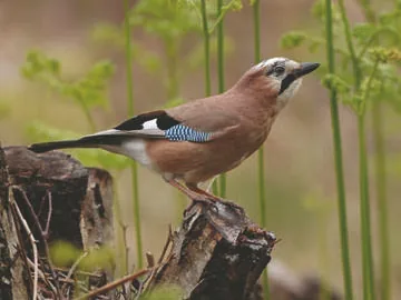 Jay