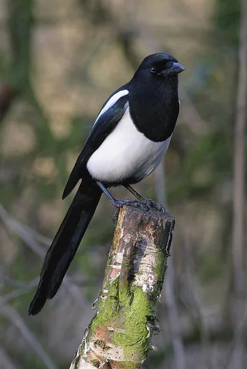 Magpie