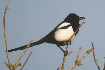 Magpie