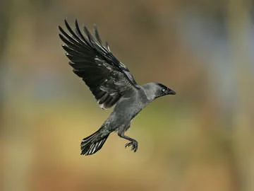 Jackdaw