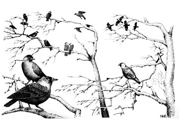 Jackdaw