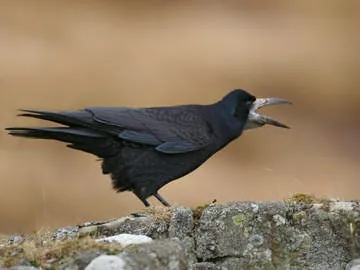 Rook