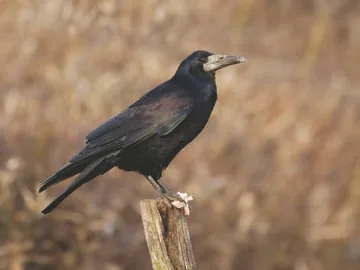 Rook