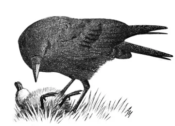 Carrion Crow