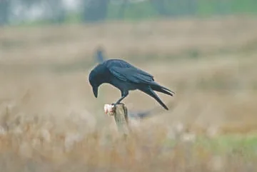 Carrion Crow