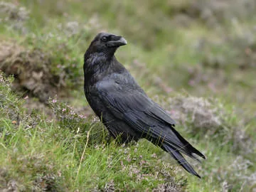 Raven