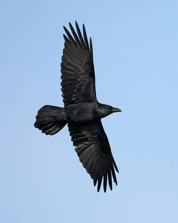 Raven