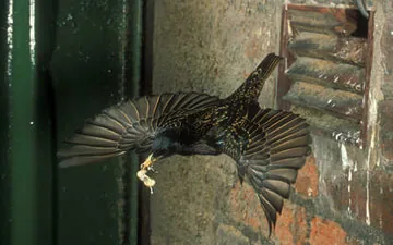 Starling