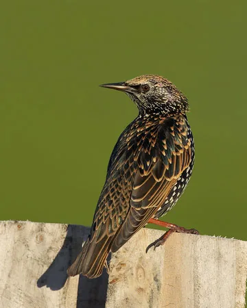 Starling