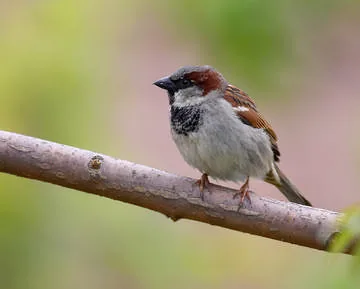 House Sparrow