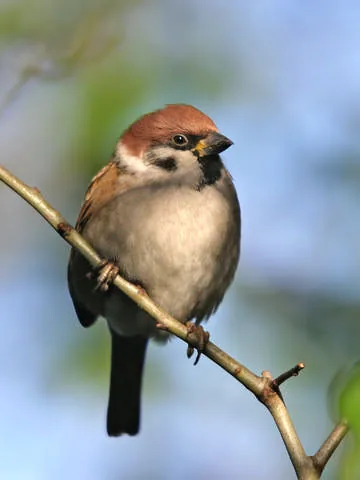 Tree Sparrow