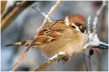 Tree Sparrow