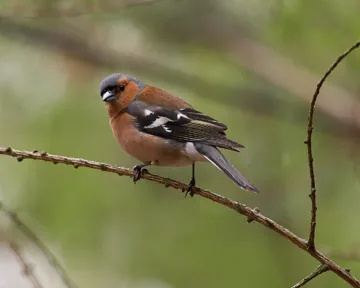 Chaffinch