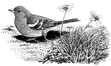 Chaffinch